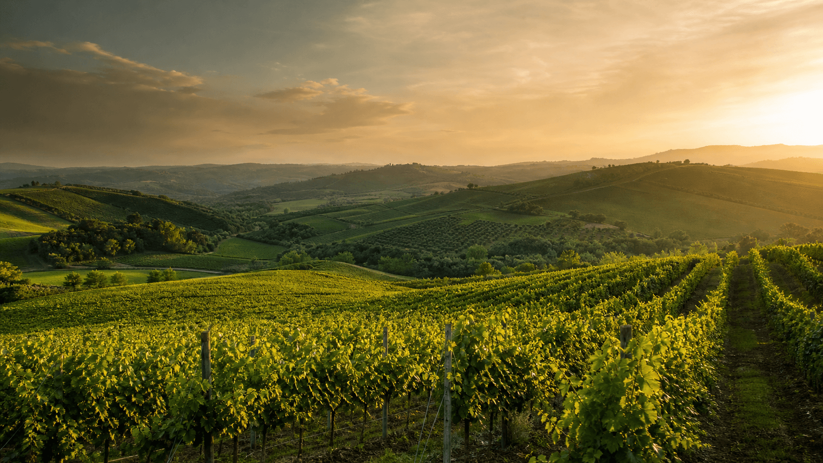 Vigneto e coltivazioni verdi al tramonto